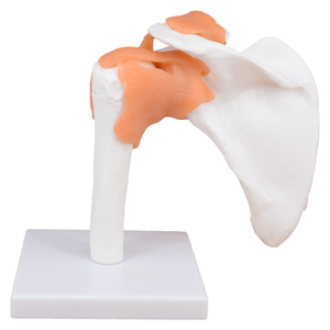 Modelo de articulación de <span class=keywords><strong>hombro</strong></span> de <span class=keywords><strong>esqueleto</strong></span> anatómico <span class=keywords><strong>humano</strong></span> de tamaño real con ligamentos - Product Image 3