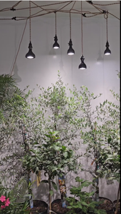 Ampoule LED PAR20 12W à spectre complet 900-1000LM E26/E27, projecteur vert d'intérieur pour la croissance des fleurs, des légumes et des semis - Product Image 6