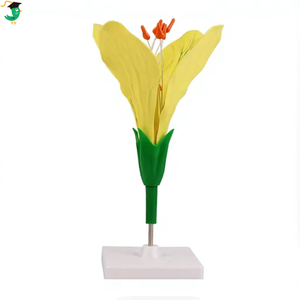 Juego de 7 Modelos de Flores Biológicas: Flor de Melocotón, Lirio, Óvulo, <span class=keywords><strong>Pistilo</strong></span>, Material Didáctico de Botánica Anatómica para Laboratorio de Ciencias Escolares - Product Image 4