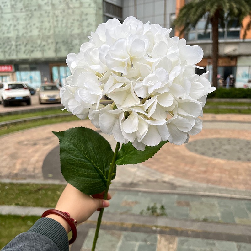 Hydrangée française blanche, tête unique extra large.