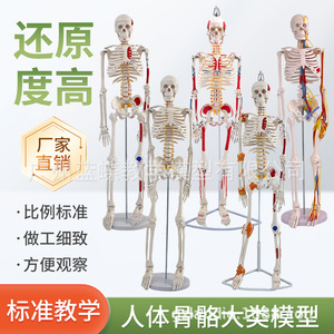 Modelo de Esqueleto Humano Musculoesquelético de 85 cm para Enseñanza, con Columna Vertebral Desmontable, Cráneo Blanco para Yoga - Product Image 1