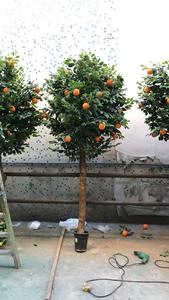 Venta <span class=keywords><strong>al</strong></span> por mayor de naranja y de limón de fructificación de follaje Artificial Bonsai fruta árbol para la decoración de interiores - Product Image 6