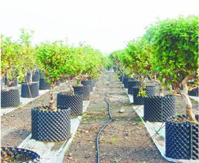 Vaso per Potatura Aerea in PVC da 30cm, Vaso in Plastica per Potatura Radicale, Vasi per Fiori - Product Image 4