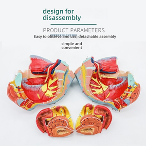 نموذج الحوض الأنثوي مع أربطة العجان والأعصاب من السيليكون التشريحية التعليمية للعلوم الطبية - Product Image 3