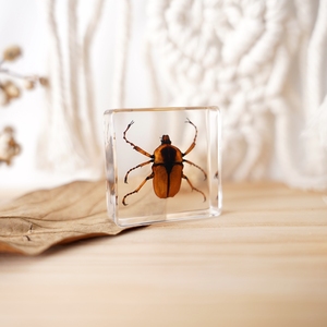 حيوان حقيقي راتنج حشرات ثقل الورق صناعة يدوية خنفساء عينة ألعاب تعليمية للأطفال استكشاف - Product Image 4