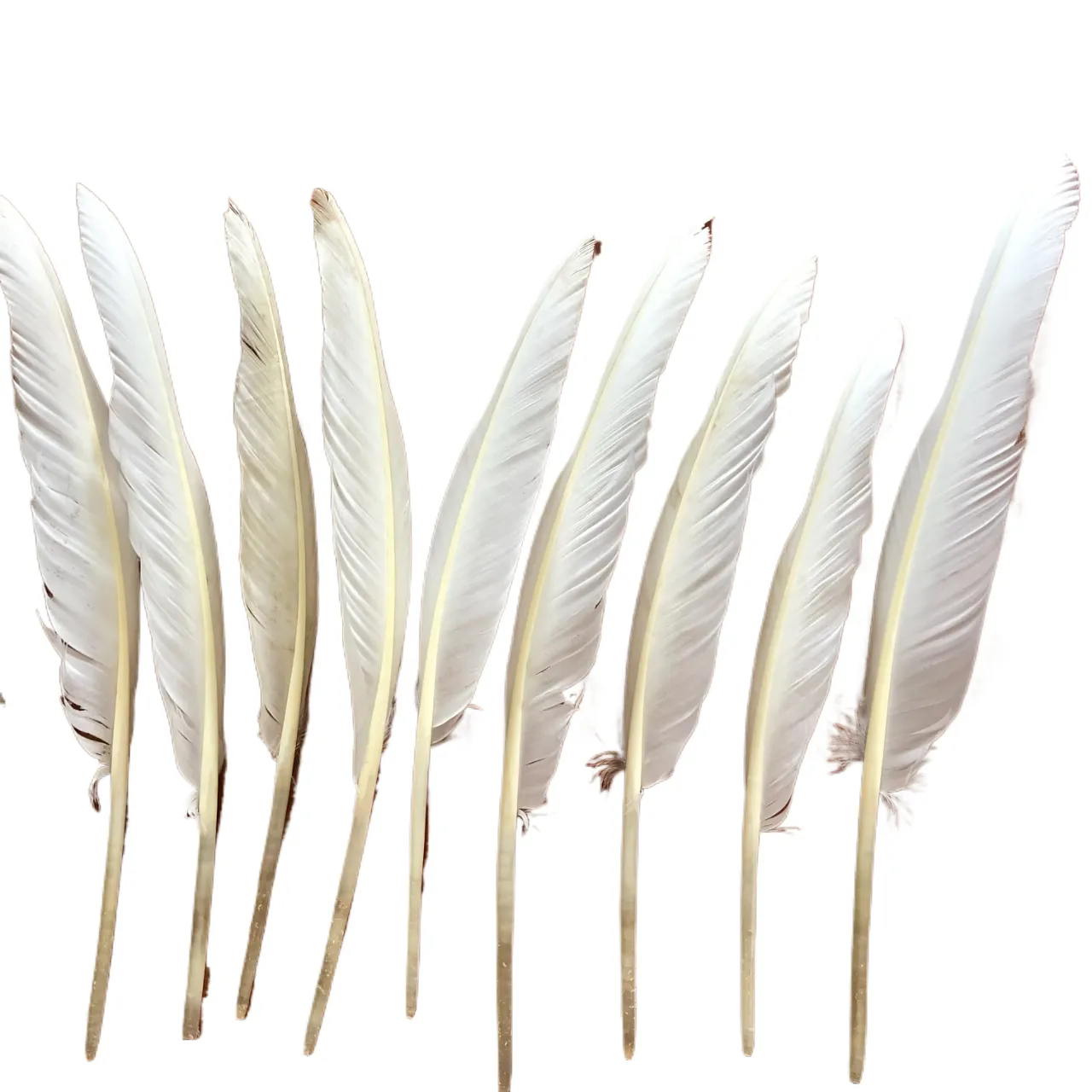 Ponteiros de ganso branco tingidos de cor natural real personalizados para decoração de festas de 10-13 polegadas