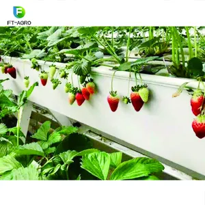 Erdbeer pflanz rinne Hydro ponic Growing System Hohe Produktion