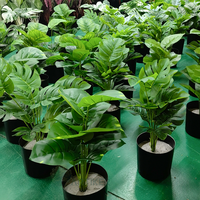 Mini plantes artificielles en pot Calathea mazoyana plantes artificielles avec Pots en plastique décoration de la maison