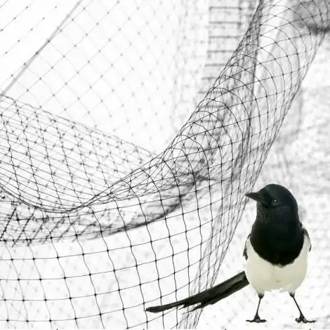 De Beste Kwaliteit Agrarische Vogelbeschermingsnetten Beschermen Landbouwplanten Plastic Vogelnetten