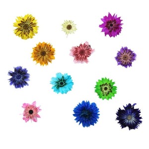 Anaphalis <span class=keywords><strong>Sinica</strong></span> prensada seca Natural de 0,8-1cm para decoración de funda de teléfono, suministros de Arte de uñas, joyería de resina - Product Image 6