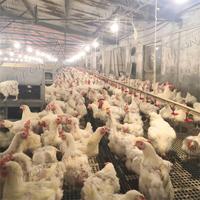 Équipement d'alimentation automatique pour volailles à prix avantageux pour les éleveurs