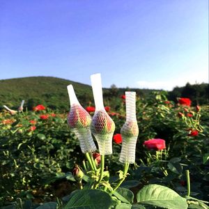 Trung Quốc nhà máy Made PE nhựa bảo vệ <span class=keywords><strong>Rose</strong></span> <span class=keywords><strong>Flower</strong></span> bọc Net - Product Image 4