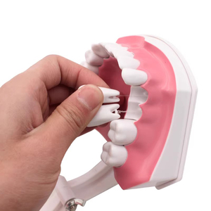 Modello di spazzolatura dentale Demo di apprendimento precoce può tirare la bocca dei denti per insegnare ai bambini a spazzolare le apparecchiature di laboratorio dentale - Product Image 2