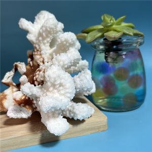 Vente en gros de spécimens de corail blanc naturel en vrac, texture organique pour les accents de la maison/du bureau, cadeaux inspirés de la nature - Product Image 2