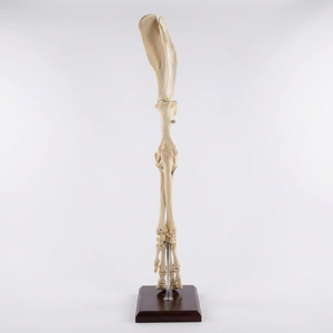 Modelo <span class=keywords><strong>de</strong></span> Hueso <span class=keywords><strong>de</strong></span> Ganado a Tamaño Real, Modelo Anatómico Veterinario para Enseñanza y Educación |   <span class=keywords><strong>Esqueleto</strong></span> <span class=keywords><strong>Bovino</strong></span> Montado y Resistente - Product Image 1