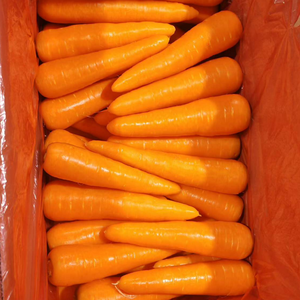 Carottes Fraîches de Qualité Supérieure 150-200g Fournisseur Chinois Vente en Gros Prix Export par Tonne Carotte Gajar Ninjin Danggeun Wortel <span class=keywords><strong>Gezer</strong></span> - Product Image 2