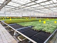 Agriculture plantation bancs roulants filet de lit de semence acier serre tables de culture treillis métallique bancs roulants