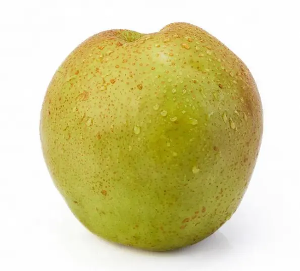 Sweet crisp fresh green and flavorful available in large quantities pear