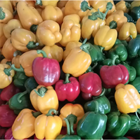 Proharvest OEM Brands Légumes surgelés IQF, Lanières de poivron jaune, Tranches de capsicum jaune surgelées, avec BRC