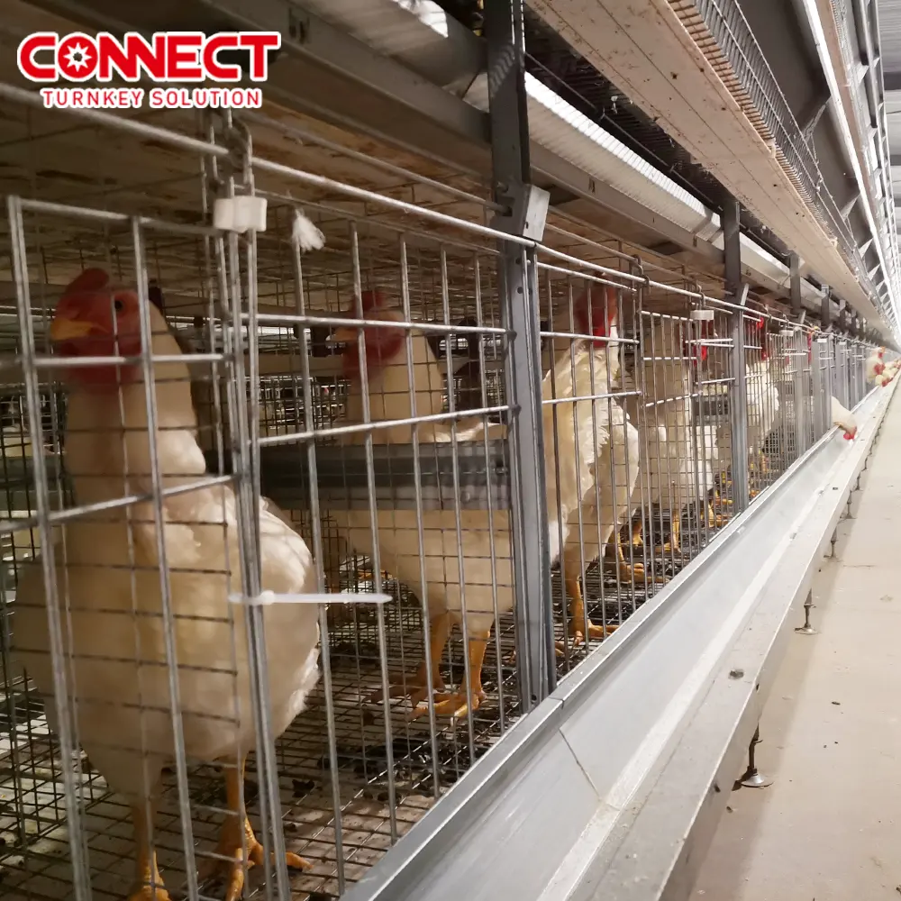 Sistema de gaiola para avicultura, equipamento totalmente automático com 3 a 8 camadas, sistema de criação de galinhas, frangos, frangos, choco e aves, sistema completo