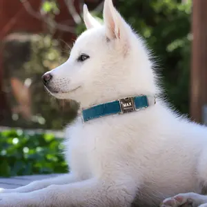 Personal isierte Hunde-ID-Halsband Kunden spezifische Hunde-Tag-Halsbänder mit Metalls chnalle Leder gepolstert für kleine mittelgroße Hunde Pitbull Buldog
