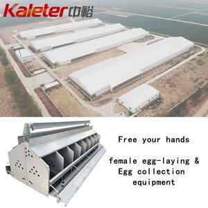 Nidales Zhongyu Kaleter para Gallinas Ponedoras de Corral con Recolección Automática de Huevos Rodantes - Product Image 6