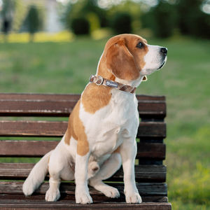 <span class=keywords><strong>Collar</strong></span> de perro de lujo nuevo logotipo personalizado reflectante hebilla de Metal de liberación rápida collares de entrenamiento duraderos para mascotas para perros pequeños medianos grandes - Product Image 6