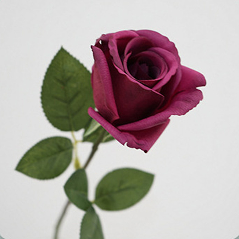Pourpre