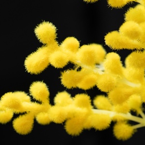 Ramo de Flores Artificiales de <span class=keywords><strong>Acacia</strong></span> y <span class=keywords><strong>Mimosa</strong></span>, 5 Piezas |   Ramas Amarillas de Alasian con Palos de Felpa Simulados de Plástico para Bodas - Product Image 6