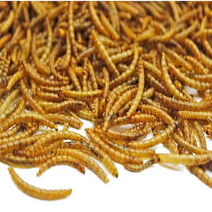 0.5kg de Gusanos de Harina Secos Orgánicos, Altos en Proteínas y Sin Aditivos para Aves y Pollos, Disponibles en Stock - Product Image 1