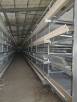 Cage automatique double usage pour poules pondeuses et poulets de chair – Configuration de système d'élevage intelligent – Cage à poulets automatique