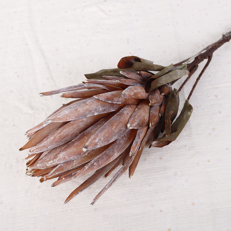 กาแฟ-ใหญ่