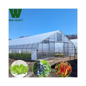 Serre moderne multi-travée en acier léger pour la culture de tomates et de laitues Serre agricole gothique directe en usine - Product Image 3