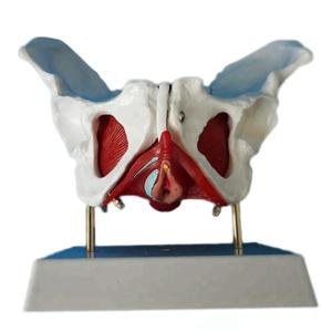 हटाने योग्य अंगों के साथ मानव शरीर रचना मॉडल महिला श्रोणि - Product Image 1
