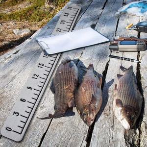 Regla de Espuma EVA Autoadhesiva Nova, Cinta Métrica para Barcos, Suministro Marino Esencial para Kayaks, Veleros y Yates - Product Image 1