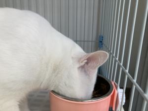 In Acciaio Inox Ciotola Del Cane Rimovibile Hanging Cibo Acqua Animali Cage Coop Tazza Grande Cucciolo di Gatto Uccelli Ciotola di Cibo con Bullone supporto - Product Image 4