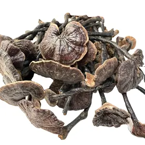 Ganoderma formosanum negro crudo salvaje de grado premium, Ganoderma formosanum de tallo largo entero seco a la venta