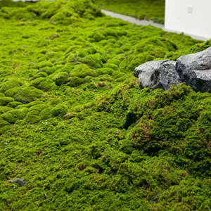 High Quality Artificial Flower Mat Artificial <strong>Moss</strong> Mat Artificial Realistic <strong>Moss</strong> Square Panels Plastic Grass Wall Plant <strong>Type</strong> - Product Image 6