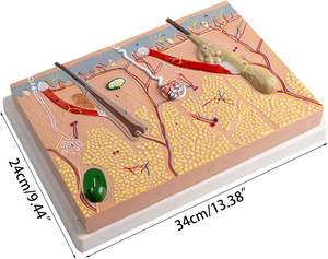 Modelo de Anatomía de piel humana, modelo educativo de laboratorio de piel anatómica para estudiantes de medicina, estructura de piel humana - Product Image 4