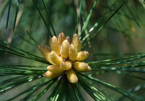 Sıcak satış yüksek kalite 99% çam polen hücre kırık toptan çam poleni - Product Image 2