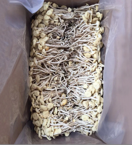 Tự Nhiên Nấu Ăn Chất Liệu Khô Trắng Agrocybe Aegerila Trắng Cây Trà Agrocybe Aegerila Mushoom Cho Thực Phẩm - Product Image 6