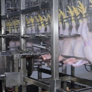 Equipo de matadero de patos Halal Raniche Máquina de preparación de patos Línea de producción automática de matadero de patos - Product Image 5