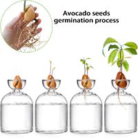 Vase moderne en verre borosilicate transparent en forme d'avocat ou de gland pour la propagation de plantes d'intérieur et une décoration intérieure sereine