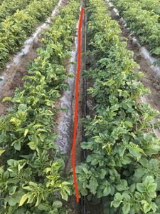 كريستال تخزين المياه من البولي أكريلات البوتاسيوم الفائق للحدائق والزراعة - Product Image 4