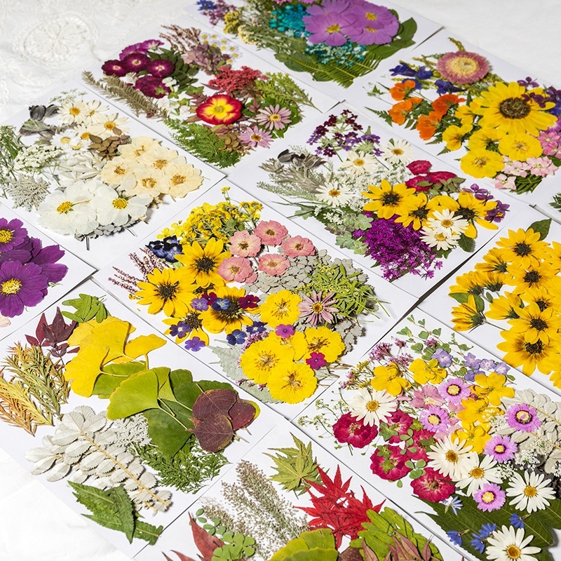 ZS011 Random Pressed Dried Flowers for