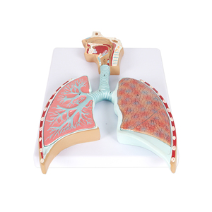 PVC giải phẫu mô hình cho hệ thống hô hấp cứu trợ y tế khoa học manikin cho các trường học và bệnh viện - Product Image 1