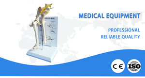 <strong>Dog</strong> Hip Joint <strong>Skeleton</strong> Medical Anatomy Anatomical Models Anatomical Model Animals Free <strong>3d</strong> Animal Model - Product Image 4