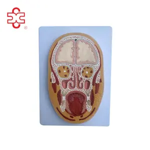 Frontal Section of the Head and brain anatomy model to educate children and kids or for the nursing medical school with plastic