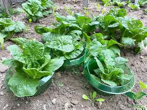 Lot de 5 anneaux de protection <span class=keywords><strong>escargots</strong></span>, collier escargot pour plantes à salade et chou, répulsif escargot sans produits chimiques - Product Image 6