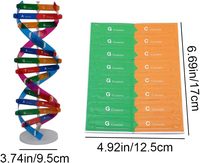 Modelo de ADN, Modelo de Doble Hélice, Componente de Genes Humanos, Kit Molecular de ADN, Modelo Creativo de Espiral Doble para Ciencia